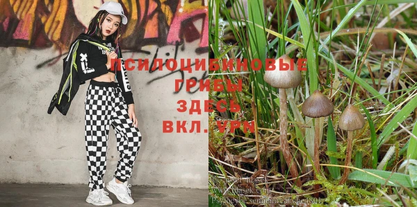 каннабис Дубовка